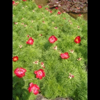 Paeonia Tenuifolia (fam. Paeoniacees) (Balkans, Russie du sud, Caucase) (1)